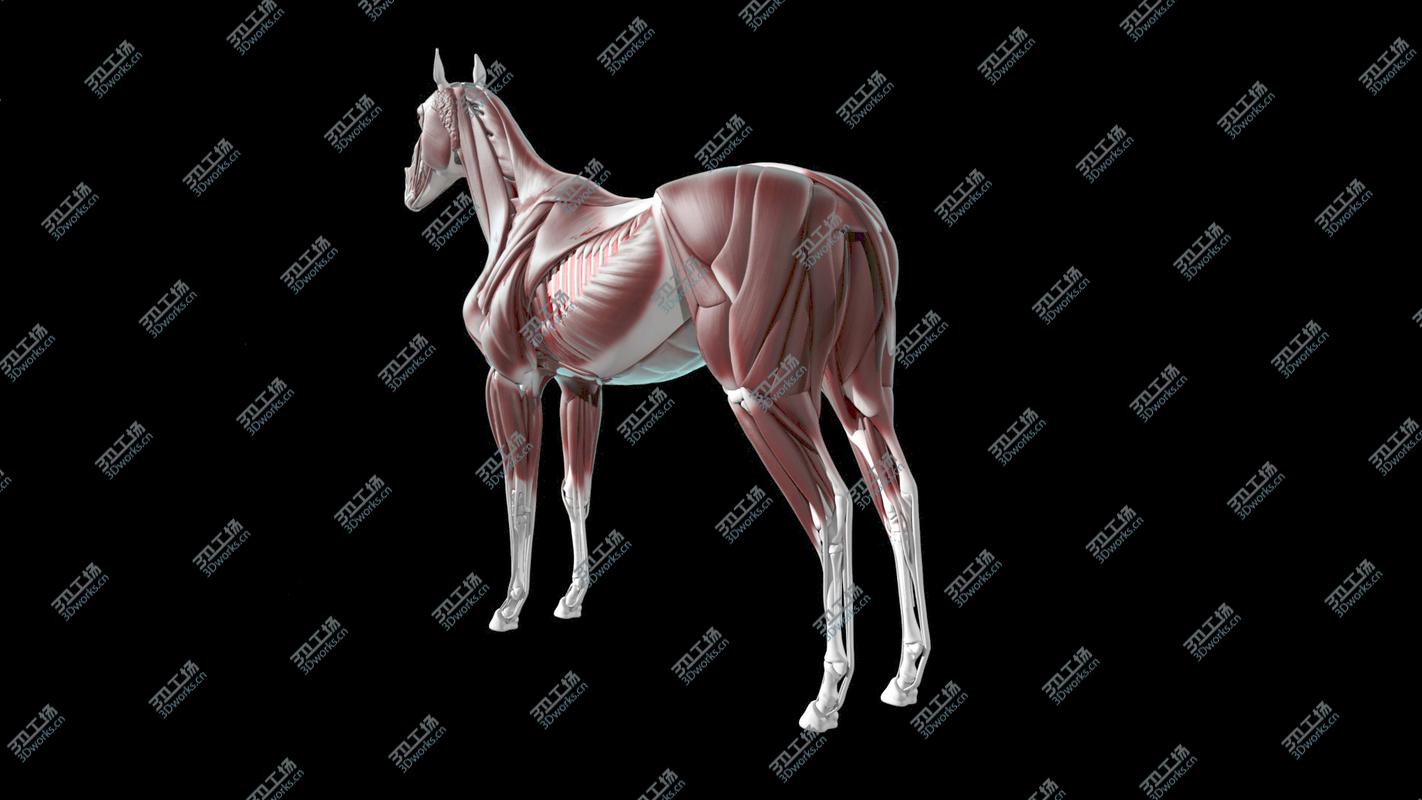 images/goods_img/2021040161/Horse Anatomy/3.jpg